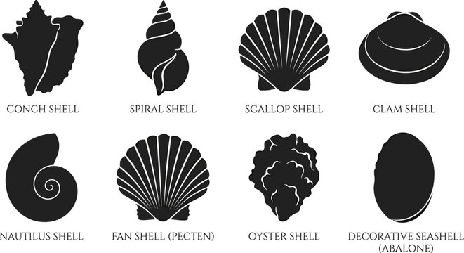 Seashell Silhouette Collection with Conch Scallop Clam Nautilus Oyster and Spiral Shells