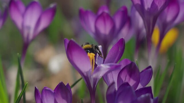 Bumblebee collecting nectar and pollen from blooming crocus flowers in early spring