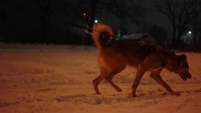 A dog being walked on a snowy street of a suburban area at night