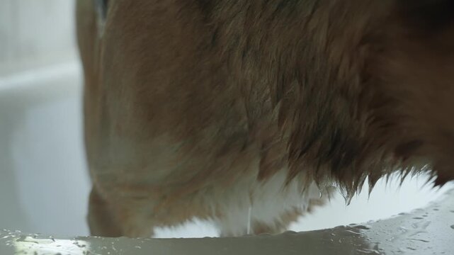 A woman washes large obedient dog in the bathtub