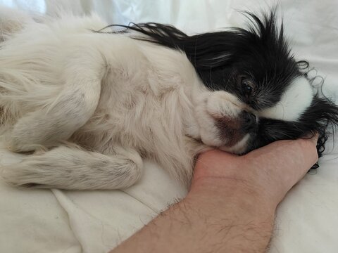 Japanese Chin dog resting peacefully with its head on a person's hand on a white bed, symbolizing trust, comfort, companionship, love and the bond between humans and pets.