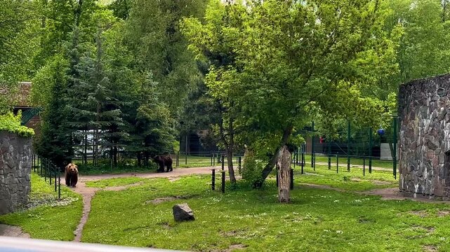 Two bears walk restlessly across a grassy enclosure while one jumps into the air to catch flying insects. Concept of animal behavior, wildlife observation, natural instinct and zoo conservation.