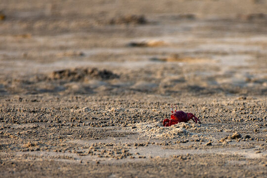Red Fiddler Crab Emerging from Burrow on Sunlit Sandy Tidal Flat