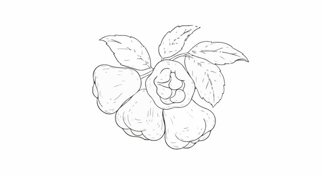 Minimalist black and white fine line drawing of a cluster of rose apples with leaves on a white background. Botanical illustration of Syzygium samarangense fruit in a sketch style.