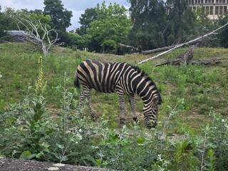 zebra in the zoo © JKN