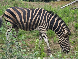 zebra eating grass © JKN