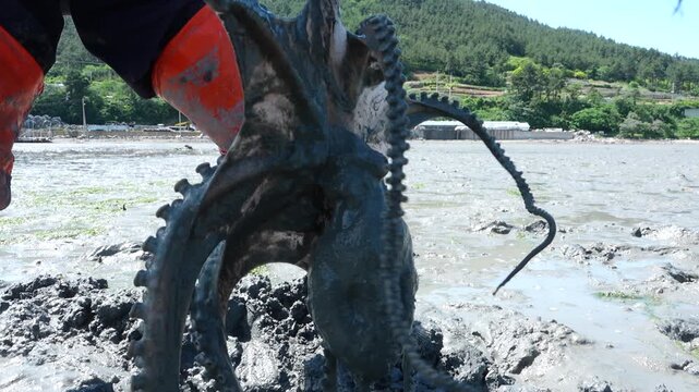 Close up of a fisherman catching a fresh live octopus in the mudflat, Korean traditional fishing method / 한국 전통 방식으로 갯벌에서 낙지를 잡는 어민, 싱싱한 산낙지 근접 촬영 영상