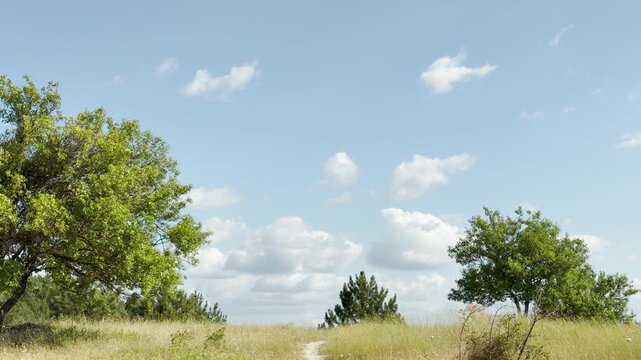 Green trees stand peacefully on a grassy hill next to a small path in Crimea. Fluffy white clouds float in the bright blue sky, creating a joyful and serene feeling.