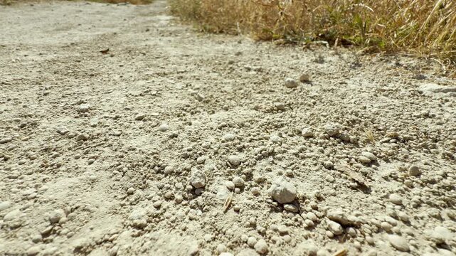 A small grasshopper jumps alertly across a dry, stony dirt path in Crimea. Its sudden leap under the hot sun brings an exciting and lively feeling of surprise.