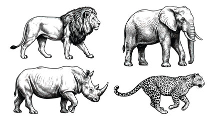 Vintage African safari animals vector set, hand drawn lion elephant rhino and leopard sketches, black and white wildlife engraving illustrations © Ch