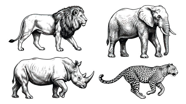 Vintage African safari animals vector set, hand drawn lion elephant rhino and leopard sketches, black and white wildlife engraving illustrations