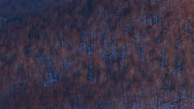 Aerial drone view of beech forests in the mountains of Burgos. Las Machorras, Pasiegos Valleys, Merindades, Burgos, Castile and Le&oacute;n, Spain, Europe