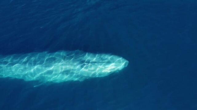 Aerial 4k shot of a massive blue whale surfacing and blowing water in the deep blue ocean near La Ventana, Baja California Sur, M&eacute;xico.