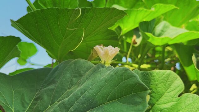 Close view of a white bottle gourd flower during the flowering stage surrounded by healthy green foliage under bright natural sunlight