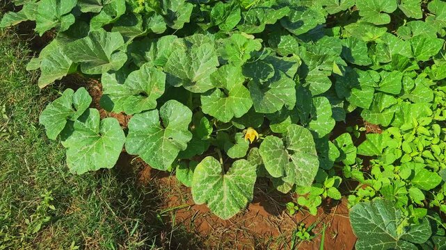Smooth cinematic push in toward a blooming Indian pumpkin flower surrounded by lush green foliage in a healthy agricultural field under natural daylight