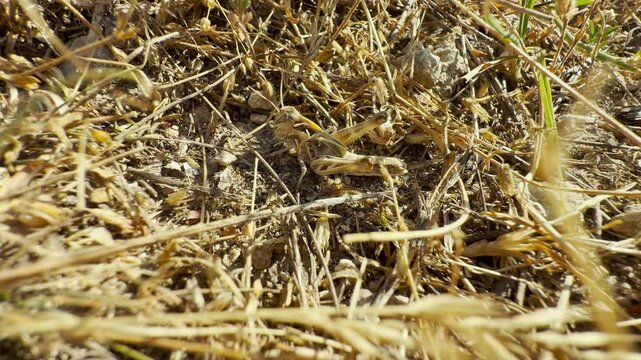 A field grasshopper rests quietly among dry straw and soil in Crimea. Its amazing camouflage creates a deeply peaceful yet solitary feeling.