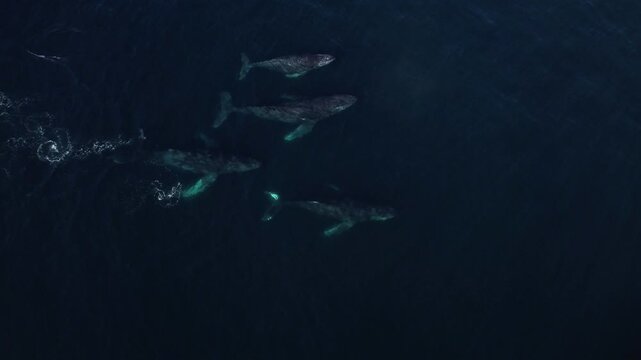 4K drone footage of four humpback whales migrating south in the Pacific Ocean near Isla Magdalena with one whale interacting using its pectoral fin.