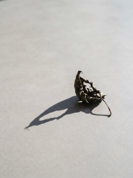 Single dried leaf casting a long shadow on gray background. Concept of nature change, autumn season, and melancholy. Minimalist composition representing passing time and aging beauty.