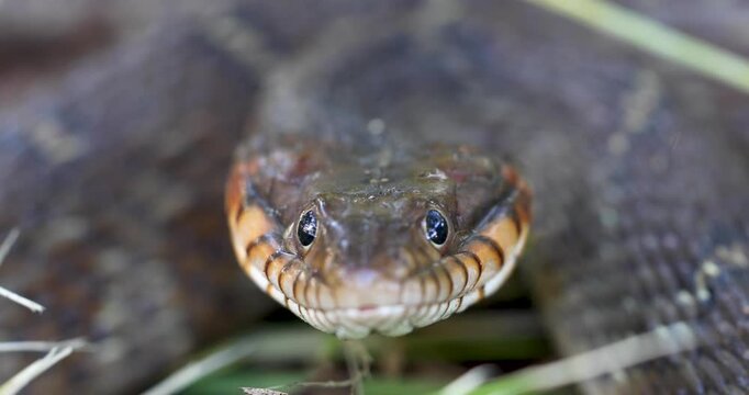 Static extreme closeup video of a Plain-bellied Watersnake Nerodia erythrogaster. Camera is looking straight at the face of the snake.