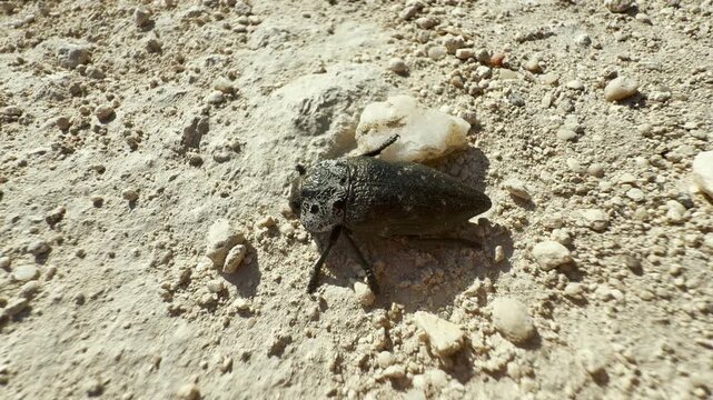 An alert capnodis jewel beetle crawls slowly across a rough, stony path in Crimea. Its dark, speckled shell shines under the hot summer sun, bringing a curious feeling of lonely wonder.