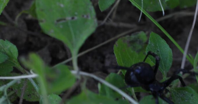 Handheld video of a black widow spider crawling fast across the ground and under leaves