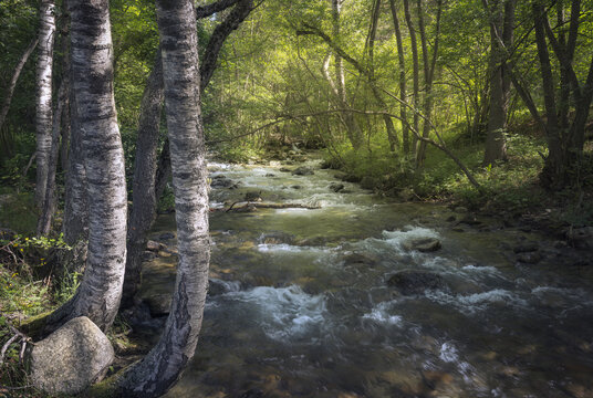 Gentle Waters Dance Through Lush Trees by La Llosa River in Lles, Catalonia