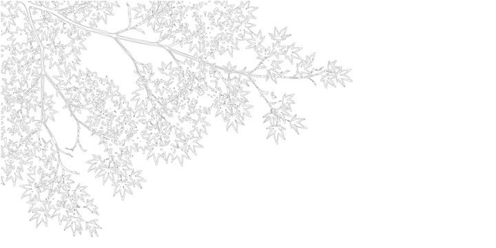 Japanese maple tree branch with leaves line art illustration, black and white outline sketch