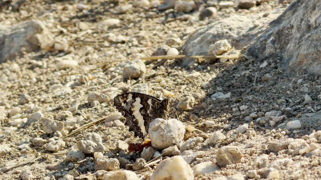 A great banded grayling butterfly rests on a rocky path in Crimea. This delicate creature creates a deeply peaceful and calm feeling.