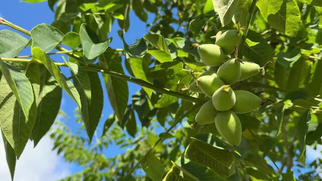 Clusters of green walnuts growing on a walnut tree in summer, healthy orchard harvest, home gardening, fresh produce, seasonal agriculture, natural growth.
