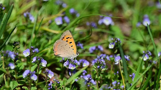 Cinematic macro video featuring a Common Copper butterfly collecting nectar from blooming flowers surrounded by lush green vegetation.