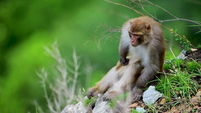 Professional nature video capturing a wild macaque sitting on a rocky slope in its natural mountain habitat.