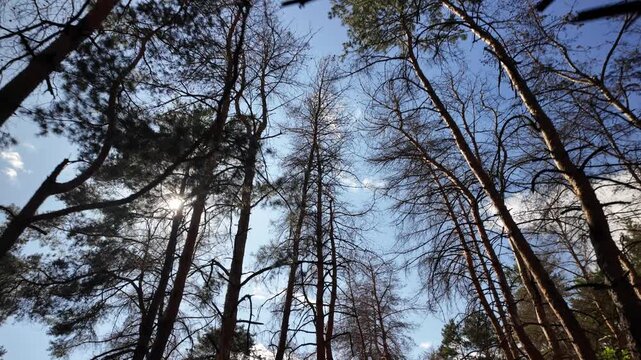 Cinematic low-angle shot of a dense pine forest canopy in 4K at 24fps with natural motion blur. Tall trees with bare and green branches against a clear blue sky, featuring sunlight lens flare.