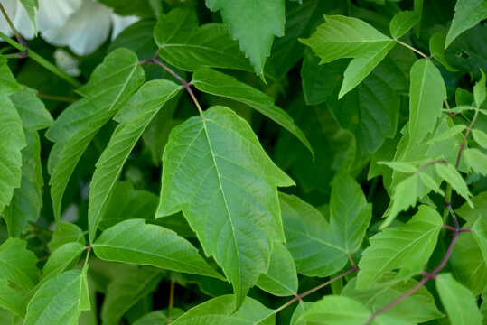 Closeup of fresh green leaves of a boxelder maple tree growing in natural daylight. Detailed foliage of Acer negundo in a peaceful outdoor environment.