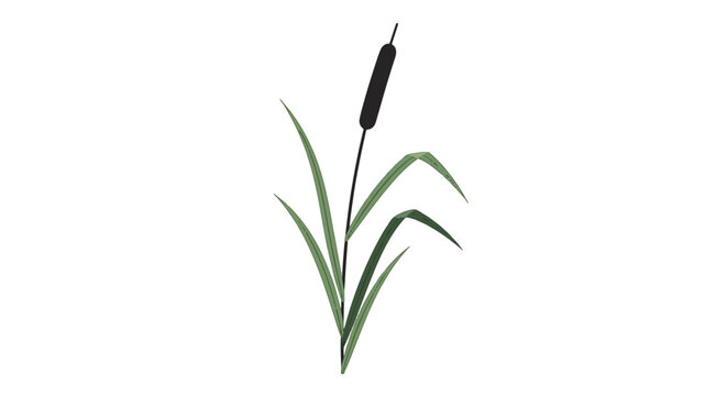 Vector illustration of a single cattail plant featuring a dark brown cylindrical seed head and slender green leaves isolated on a plain white background for nature-themed design.