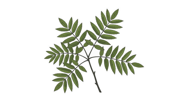 Detailed botanical illustration of a green rowan branch with serrated pinnate leaves and dark brown twigs isolated on a white background, suitable for nature and plant design themes.