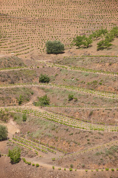 Traditional Priorat vineyards. Viticulture in Tarragona, Catalunya, Spanish agriculture. Spain