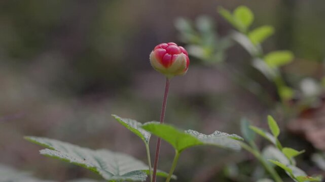 Close-up of a pink cloudberry flower bud rising above green leaves in a forest, captured with shallow depth of field and natural bokeh. Ample copy space