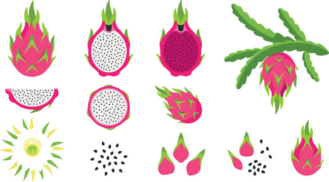 Dragon fruit illustration set featuring whole fruit, sliced pitaya, seeds and tropical botanical elements colorful vector collection