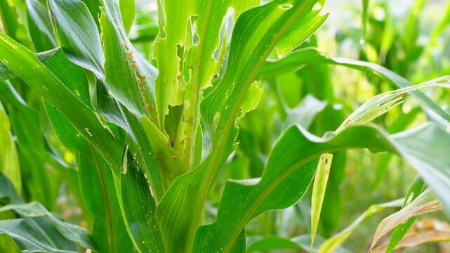 Close-up of corn leaves damaged by fall armyworm pests. Visible holes and destruction on green maize plants, illustrating agricultural crop loss and insect infestation in a farming field
