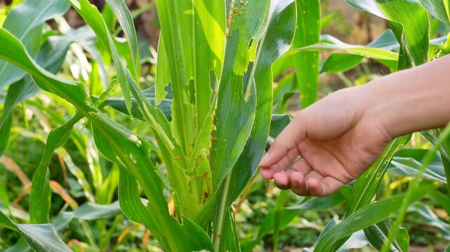 Hand inspecting damaged corn leaves eaten by fall armyworms in an agricultural farm, illustrating pest infestation and impact on crop health