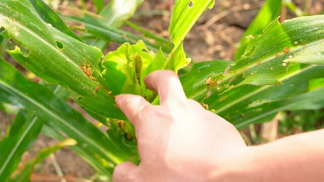 close up shot Hand inspecting damaged corn leaves eaten by fall armyworms in an agricultural farm, illustrating pest infestation and impact on crop health