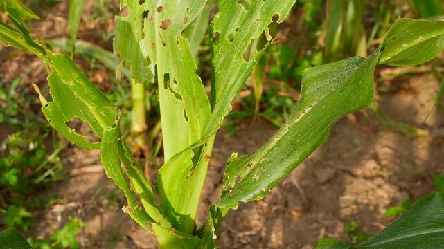 Hand inspecting damaged corn leaves eaten by fall armyworms in an agricultural farm, illustrating pest infestation and impact on crop health