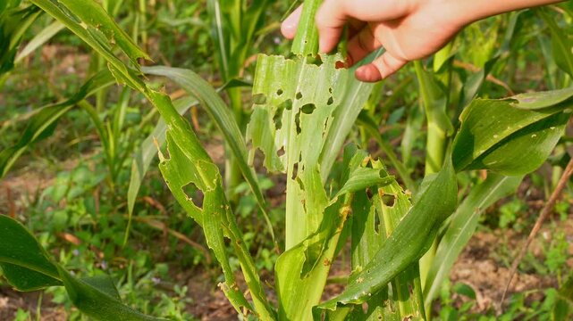 Hand inspecting damaged corn leaves eaten by fall armyworms in an agricultural farm, illustrating pest infestation and impact on crop health