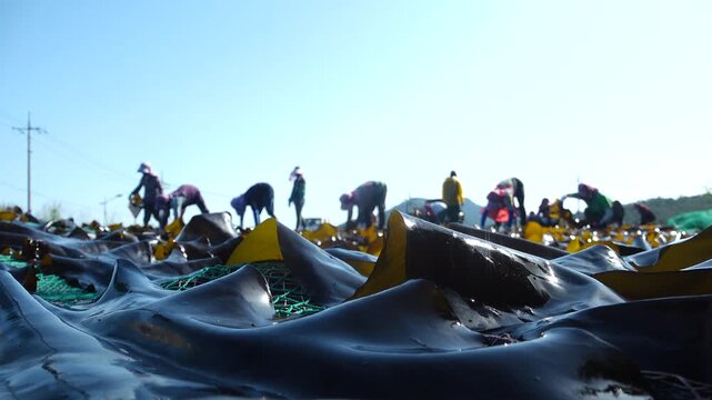 Korea kelp sea tangle dried harvest drying process local village workers labor marine industry aquaculture fishery farm seaweed product 한국 다시마 말리기 작업 다시마건조 수확 어촌 주민 노동 수산업 양식업 어업 해조류 수산물 가공 식품 식재료 건조장