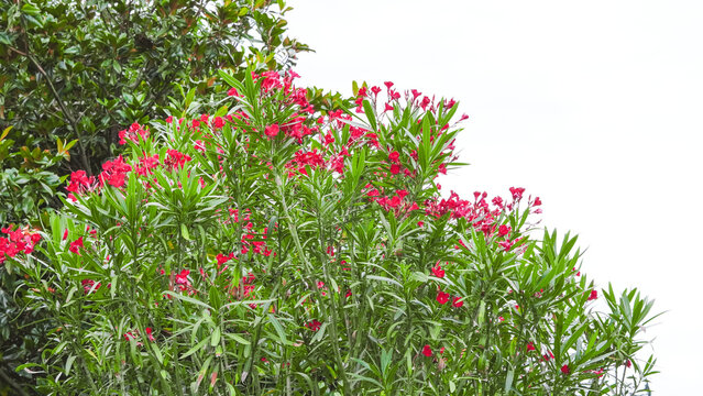 Lush oleander bush with vibrant red flowers against a bright white background