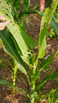 Hand inspecting damaged corn leaves eaten by fall armyworms in an agricultural farm, illustrating pest infestation and impact on crop health