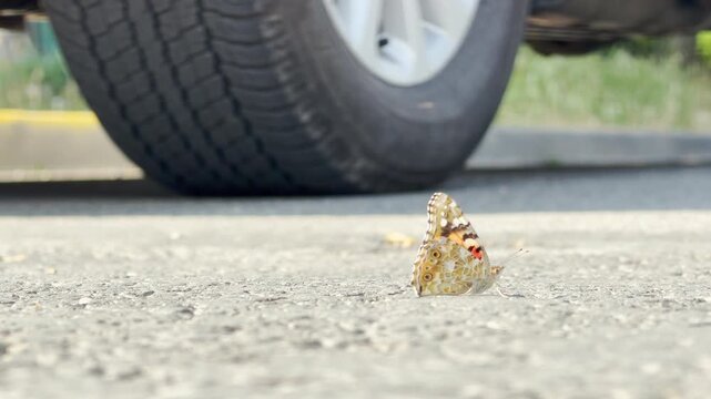A lovely painted lady butterfly rests quietly on the grey asphalt road near a large car tire in Crimea. Its delicate presence creates a peaceful yet anxious feeling of fragile beauty.