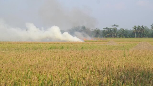 Thick white smoke billowing from burning crop residues across harvested golden rice paddies while heat shimmer rises over tropical rural landscapes.