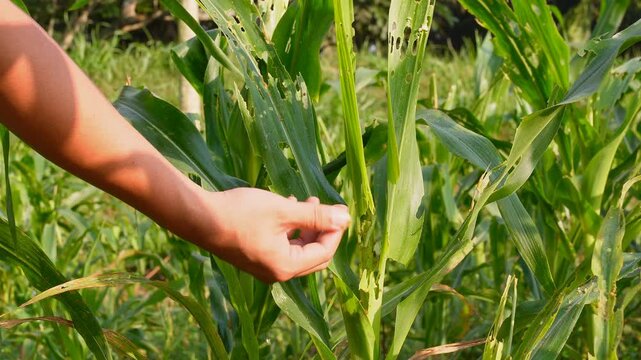 Hand inspecting damaged corn leaves eaten by fall armyworms in an agricultural farm, illustrating pest infestation and impact on crop health