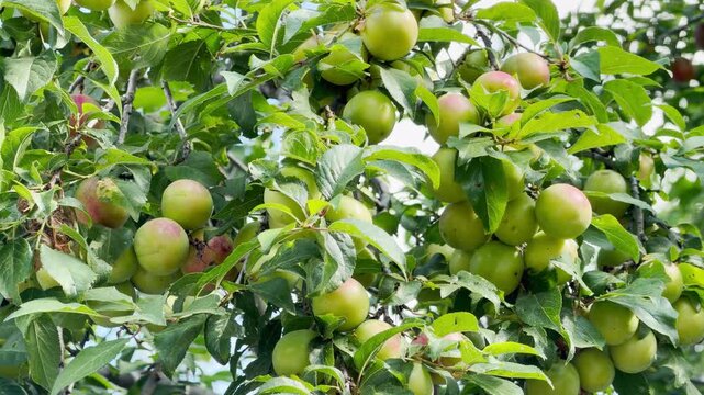 Unripe cherry plums hang abundantly from lush green tree branches in an orchard. This plentiful summer harvest brings a cheerful and hopeful feeling.